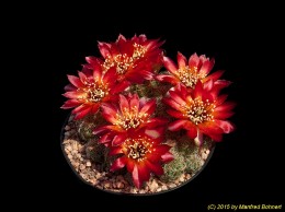 Sulcorebutia tarabucoensis v. callecallensis EM351 2176